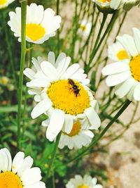 Close-up of honey bee on yellow flower