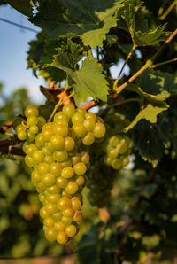 Low angle view of fruits hanging on tree