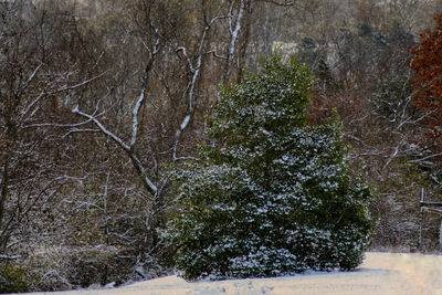 Trees in forest during winter