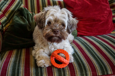 Portrait of dog relaxing on bed