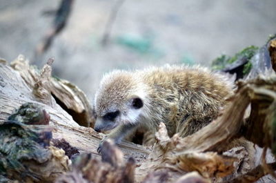 Close-up of sheep