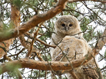 Young tawny owl sitting on a bransjen