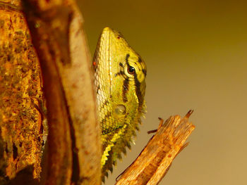 Close-up of butterfly on leaf