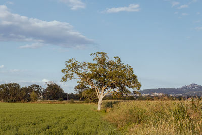 Tree on field against sky