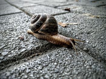 Close-up of snail