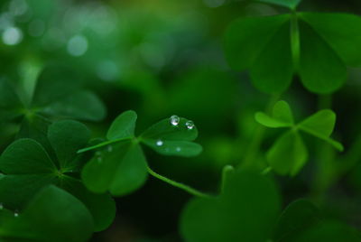 Close-up of raindrops on leaves