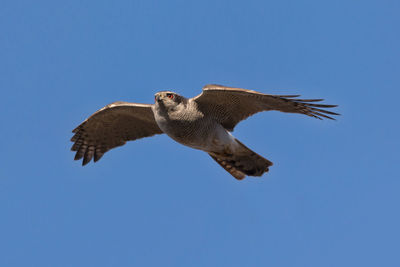 Low angle view of eagle flying against clear blue sky