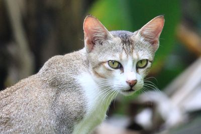 Close-up portrait of a cat