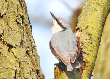 Low angle view of birds perching on tree trunk