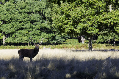 Side view of deer standing on grassy land in forest