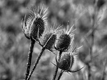 Close-up of thistle