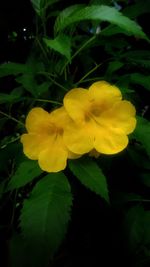 Close-up of yellow flower blooming outdoors