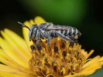 Close-up of butterfly pollinating on flower