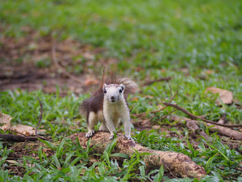 Portrait of squirrel on field