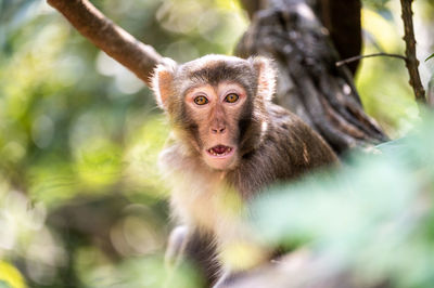 Close-up of monkey