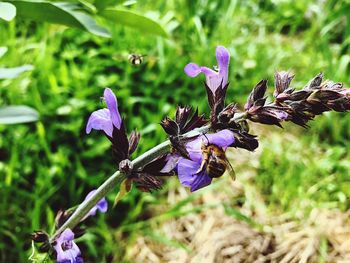 Close-up of purple flowering plant on field