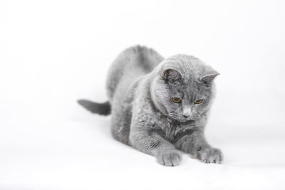 Portrait of a cat against white background