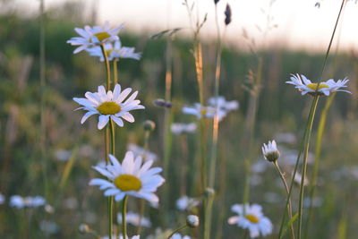 Close-up of white flowering plants on field