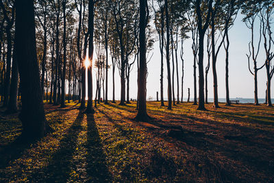 Sunlight streaming through trees in forest