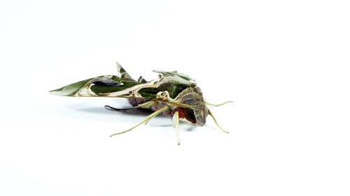 Close-up of insect over white background