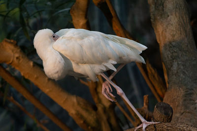 Close-up of bird perching on a tree