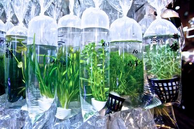 Panoramic shot of plants for sale