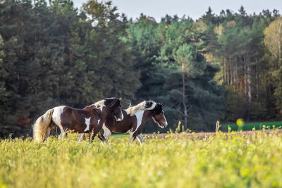 Horses in a field