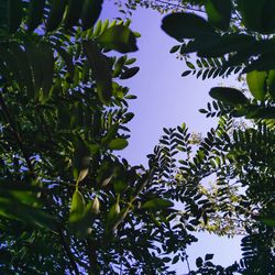 Low angle view of a tree