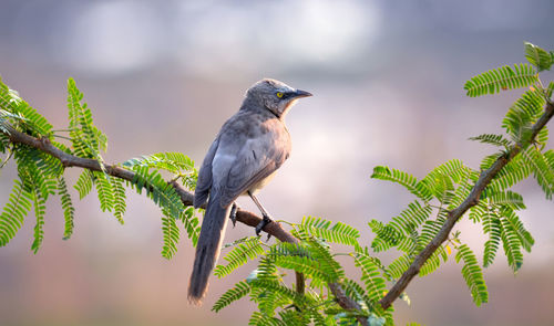 Bird perching on a branch