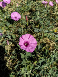 Close-up of pink flowering plant