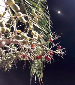 Close-up of succulent plant at night