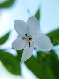 Close-up of insect on white flower