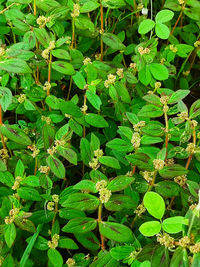 Full frame shot of fresh green leaves