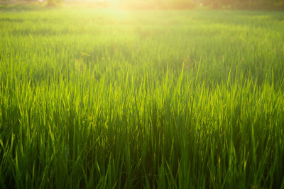 Full frame shot of crops growing on field