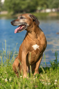 Close-up of dog looking away