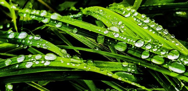 Close-up of wet plant leaves during rainy season