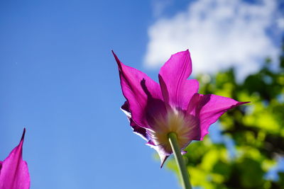 Low angle view of pink flowering plant against blue sky