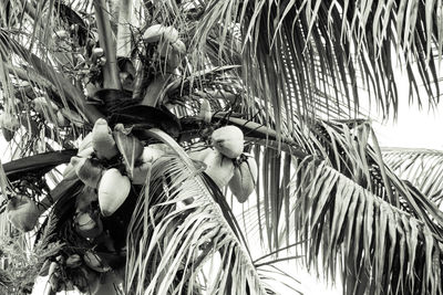 Low angle view of people on palm trees