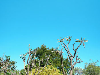 Low angle view of coconut palm trees against clear blue sky