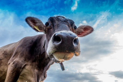 Low angle view of horse against sky