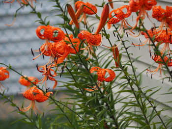 Tiger lilies blooming on plant