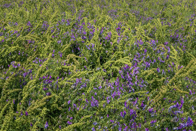 Purple flowering plants on field