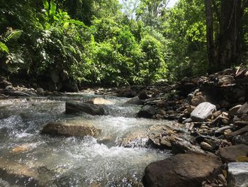 Scenic view of waterfall in forest