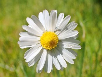 Close-up of yellow flower blooming outdoors