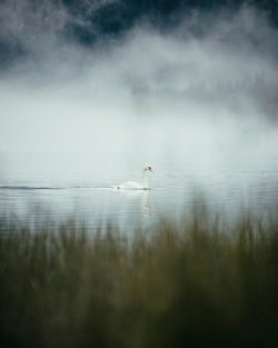 Birds swimming in lake