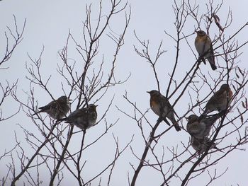 Low angle view of bird perching on tree