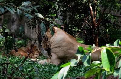 View of a cat relaxing on land