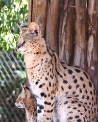 Close-up of a cat in zoo