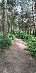 Footpath amidst trees in forest