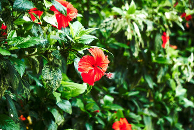 Close-up of red flowers